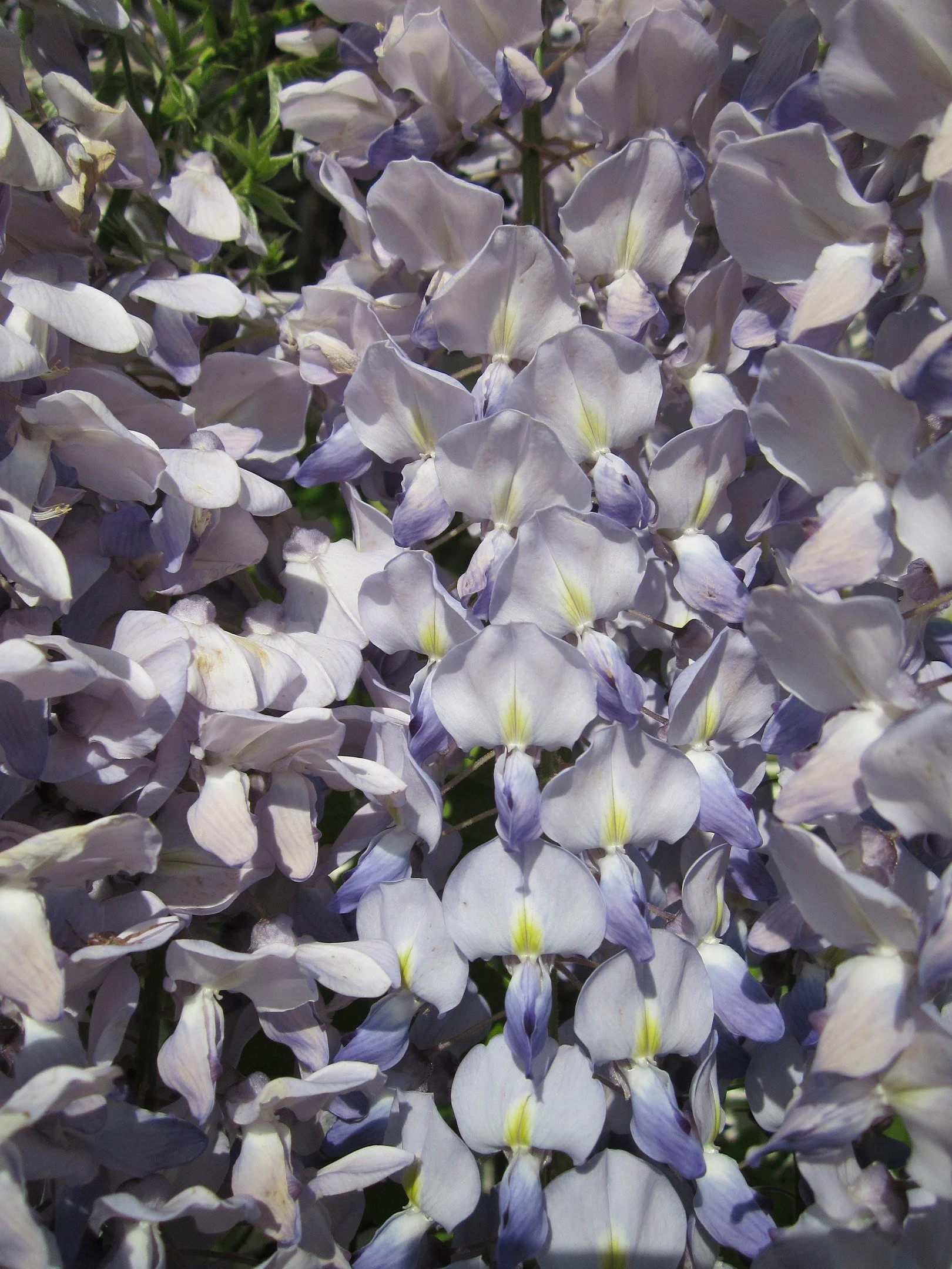 Wisteria — Minnesota Marine Art Museum